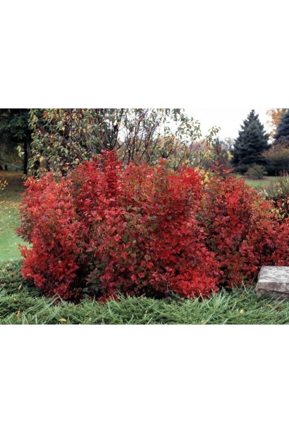 Калина обыкновенная Компактум